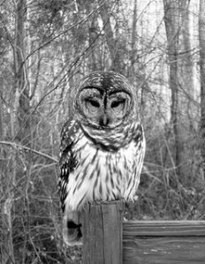 my-owl1